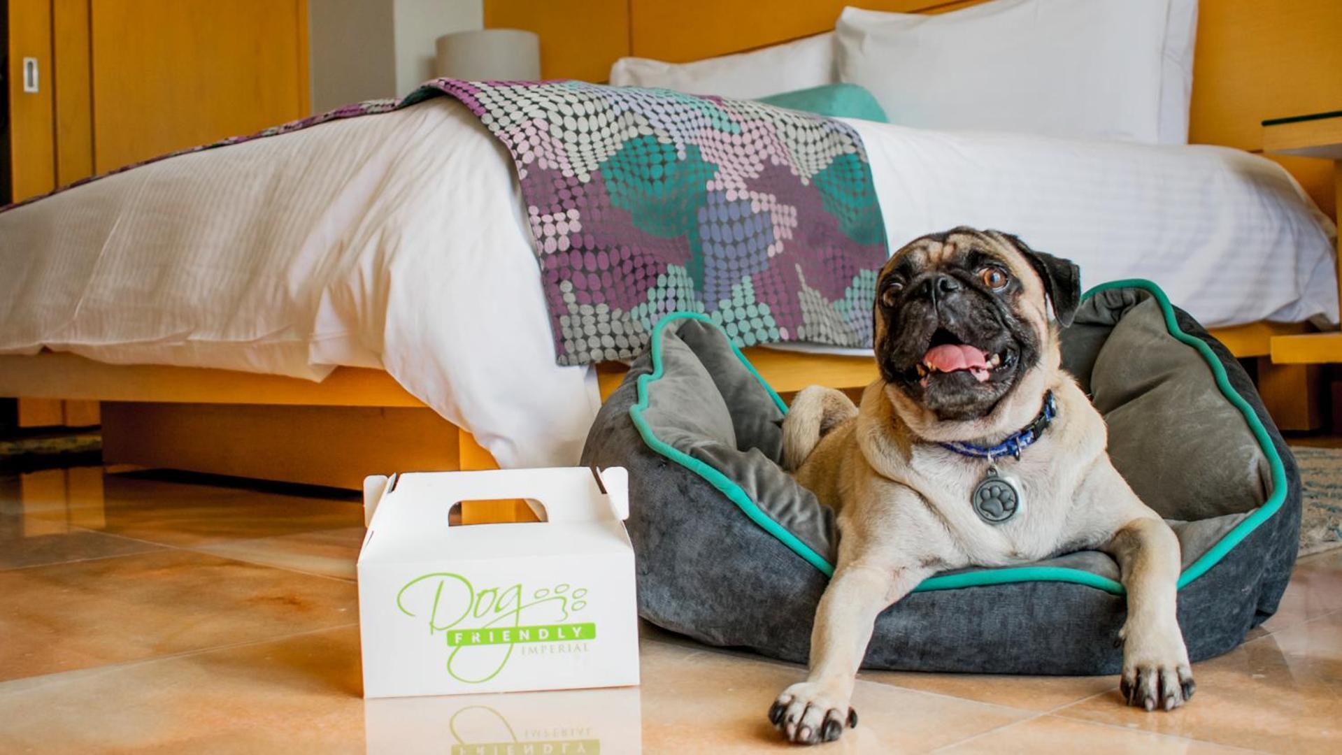 ปาลาซิโอ มุนโด อิมพีเรียล Hotel อากาปุลโก ภายนอก รูปภาพ A dog at the Four Seasons Hotel